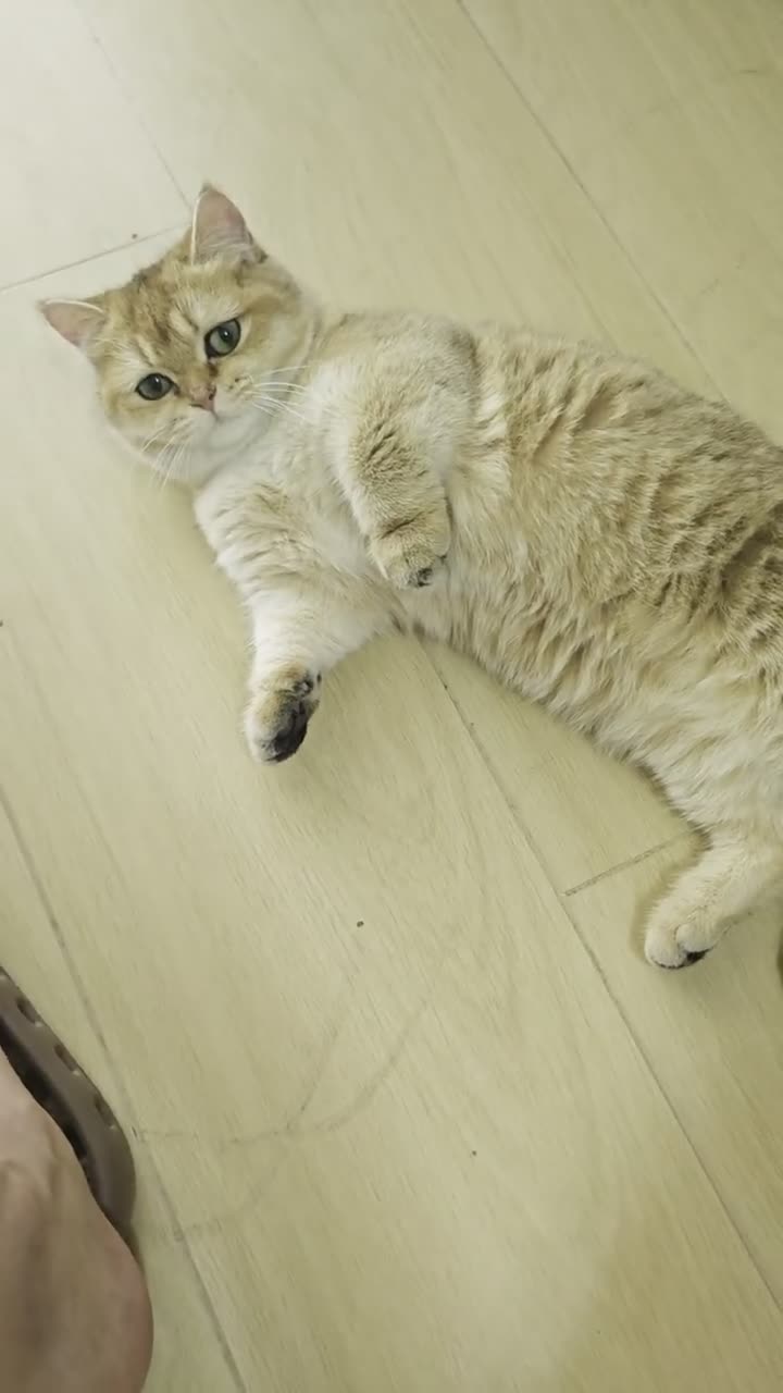金渐层萌猫