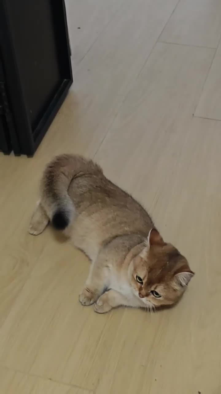 金渐层小可爱