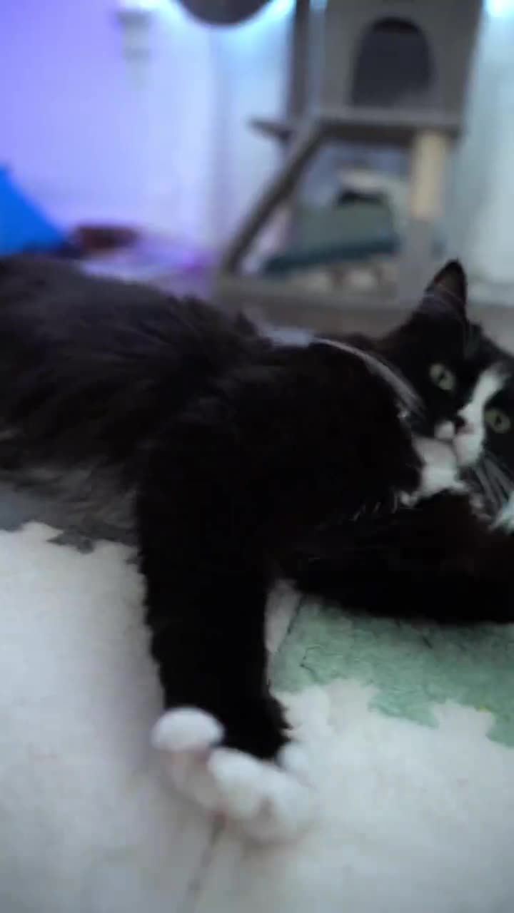 猫咪玩玩具