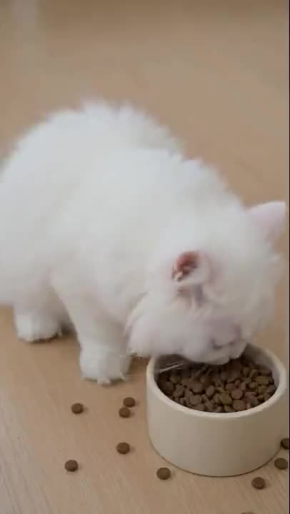 蓝垫上的猫咪