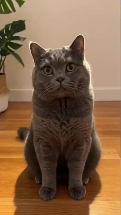 猫咪洗脸
